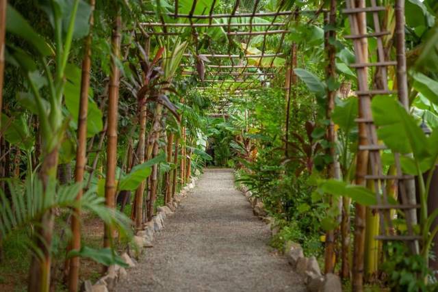 A garden path under a green pergola