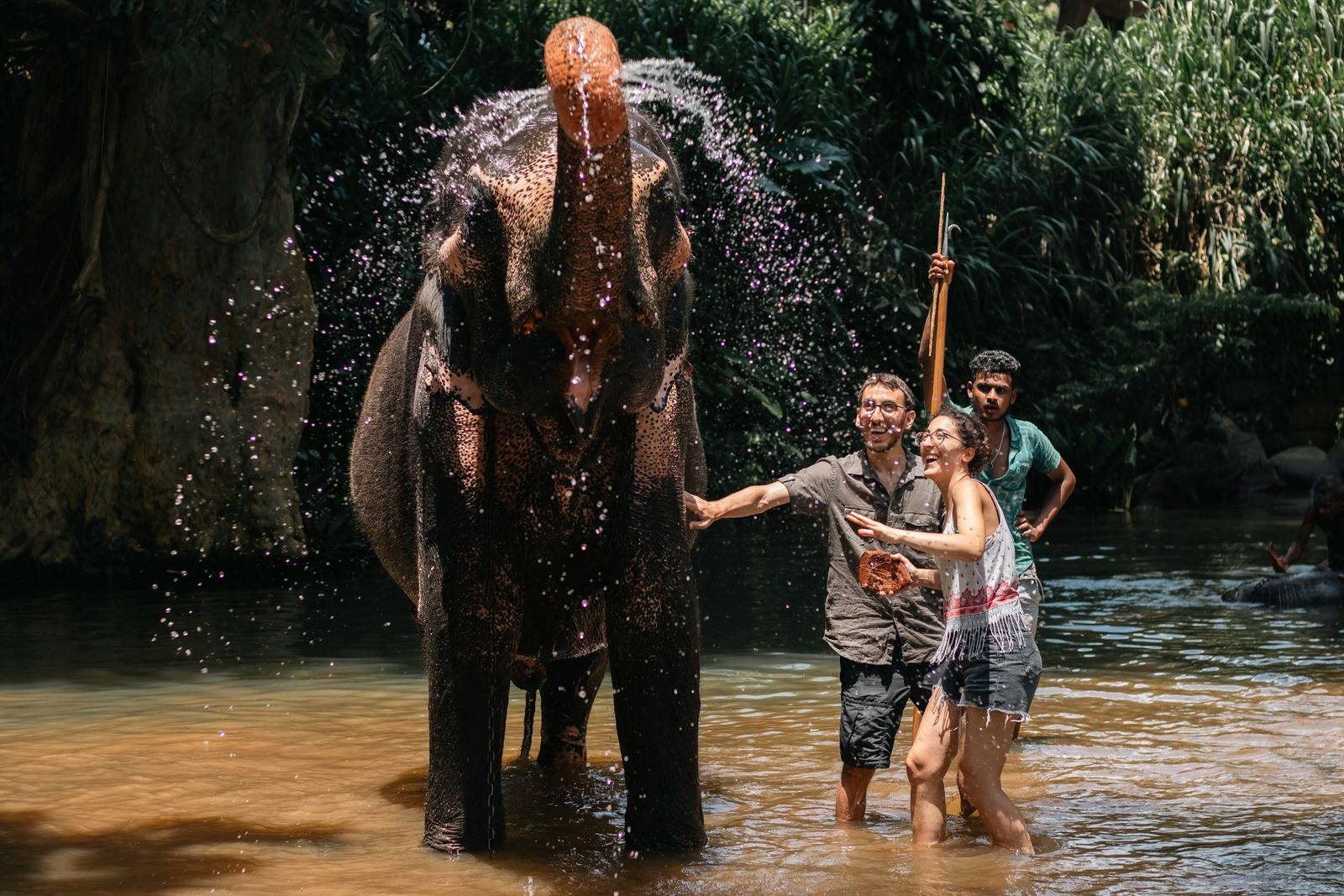 Asian elephant bathing in a river