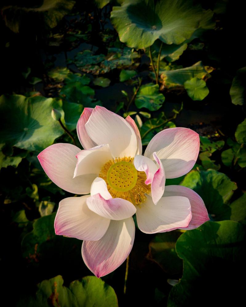 Lotus flower, Siem Reap
